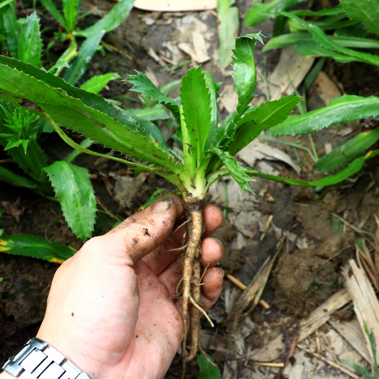 带根老缅芫荽500克可种新鲜有根大香菜刺芹货量少精品蔬菜1斤 - 图0