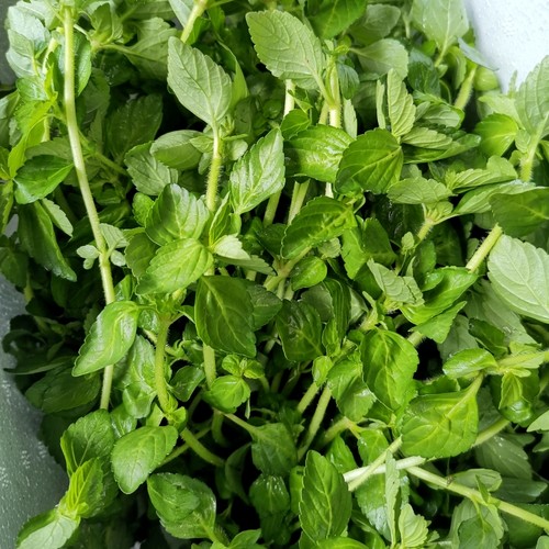 2斤包邮云南德宏野菜水薄荷特产傣味麻章那香草新鲜蔬菜水香菜 - 图0
