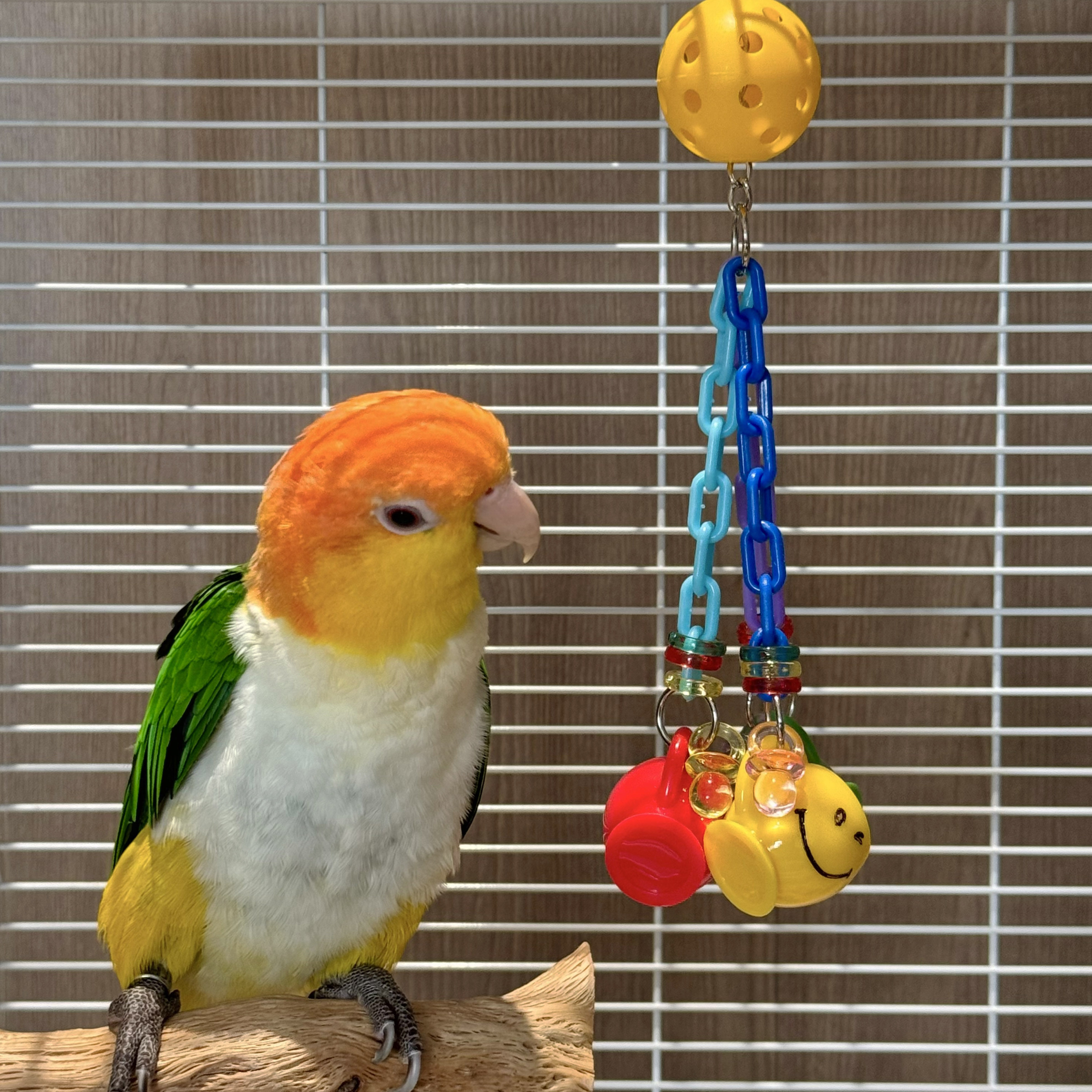 鹦鹉玩具解闷自嗨小鸟啃咬大全玄凤小太阳牡丹觅食丰容互动套装,淘宝优惠券,粉丝福利购,淘宝优惠卷