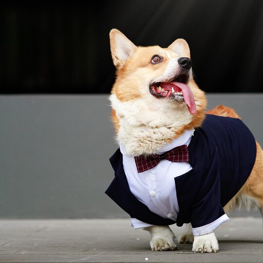 Dog Wedding Suit Dress Suit Photoshoot