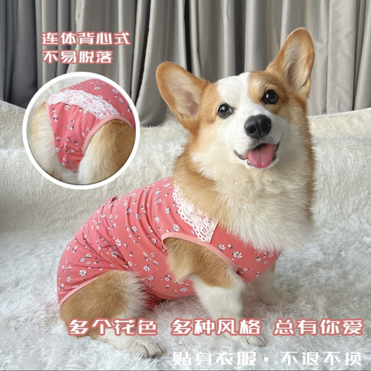 Corgi menstrual pants, a good helper for dogs during pregnancy