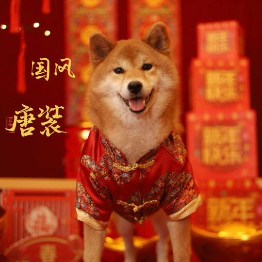 Dog festive Tang suit pet New Year clothes Corgi