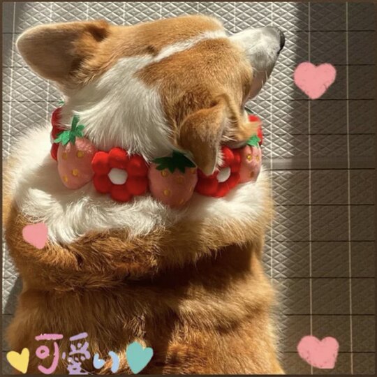 Pet Dog Neck Ornament Rainbow Flower Cute Collar Corgi Shiba Inu Japanese Internet Celebrity Dog Photo Ornament