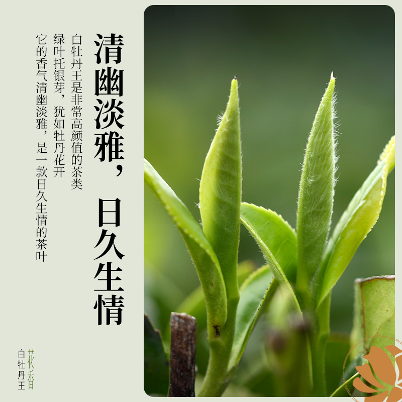 2025年春茶馥益堂福鼎白茶花香白牡丹王特级白茶茶叶老树高山茶 - 图0