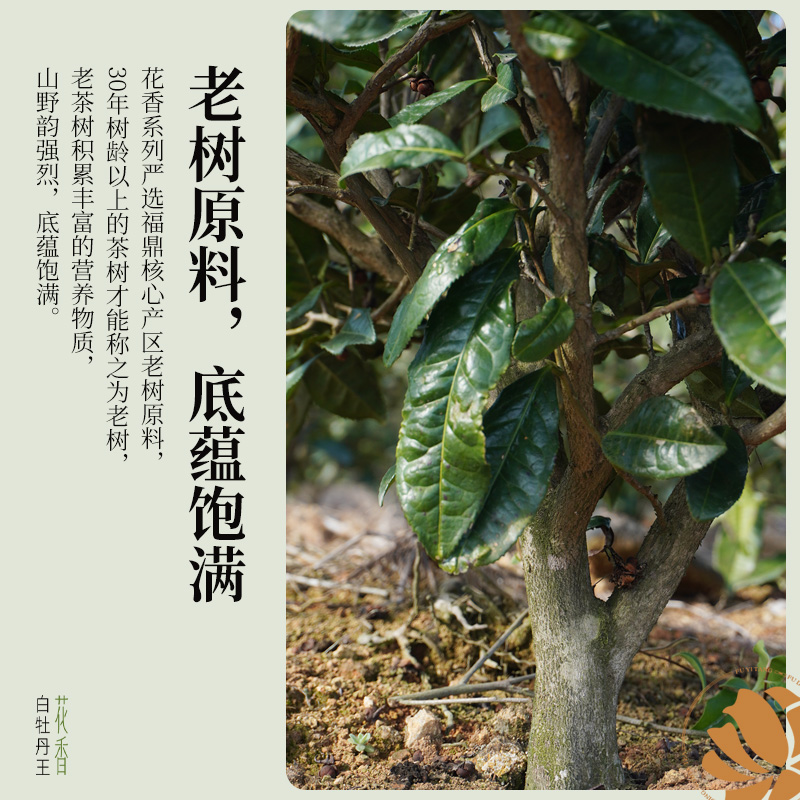2025年春茶馥益堂福鼎白茶花香白牡丹王特级白茶茶叶老树高山茶 - 图1