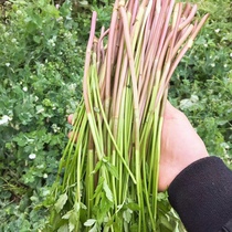 Fresh wild celery green to make vegetables wild watercress Hunan farmhouse Original Ecology When the season is now a wild vegetable