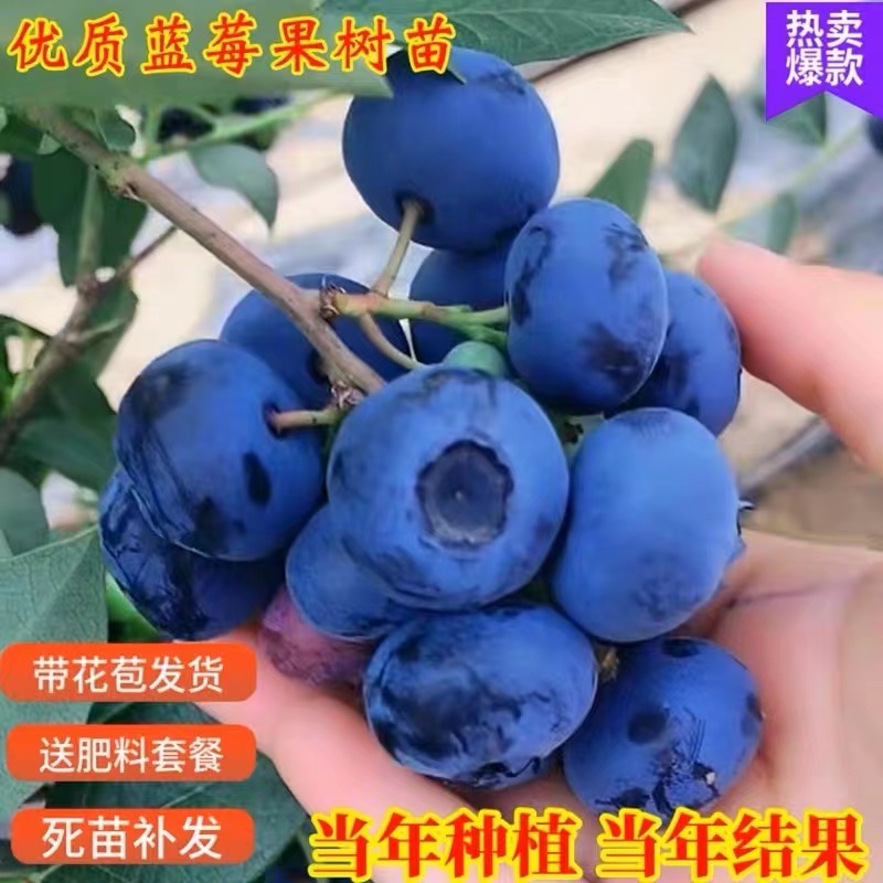 蓝莓树果苗盆栽地载当年结果南方北方室内阳台庭院种植蓝莓果树苗-图0