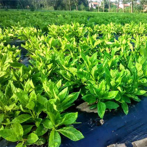 明月草富贵菜神仙菜平卧菊三七金鸡毛菜红茎益寿草长寿菜带根苗子 - 图3