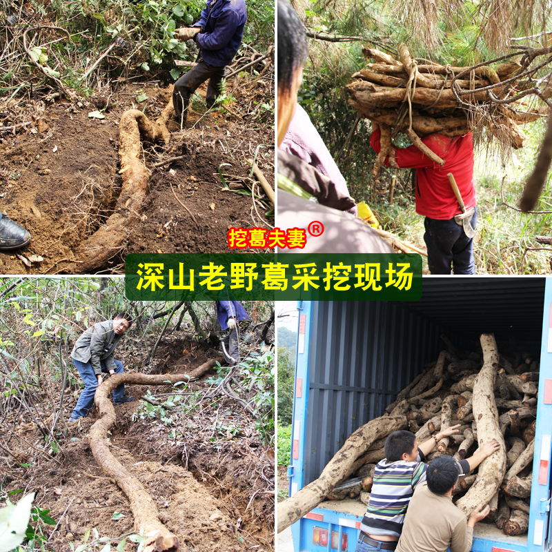 挖葛夫妻葛根粉野生纯正张家界特产天然葛粉正品柴葛粉早餐代餐粉-图2