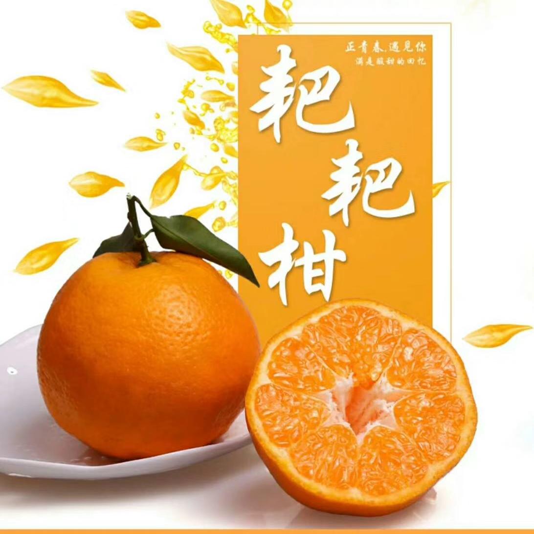 P Boutique authentic Sichuan Meishan Chunjian raked tangerines fresh fruits picked fresh oranges oranges