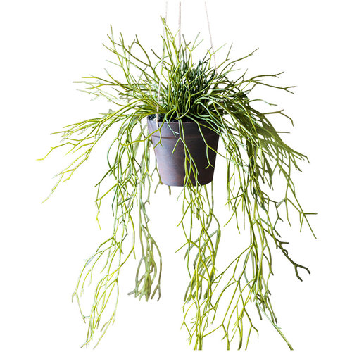 掬涵斑节松萝铁兰仿真植物垂吊绿植造景壁挂吊兰设计师空间 - 图0