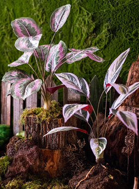 仿真绿植苹果竹芋花艺橱窗