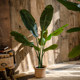 Juhan large simulated banana tree decorative potted plant