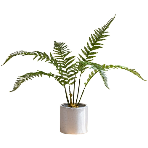 Зеленое растение озеленение декоративное крупно