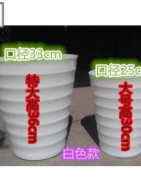 滴水观音绿色观叶植物办公室客厅大型绿植发财树盆栽花卉