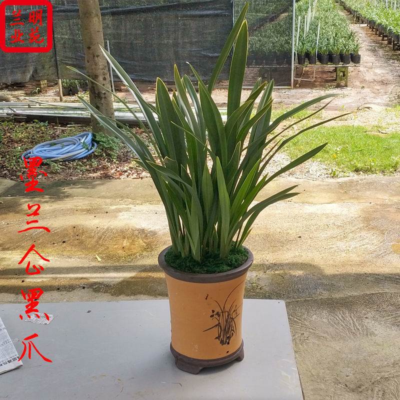 兰花盆栽墨兰花苗冬季开花室内耐寒花卉植物浓香型建兰蕙兰花苗