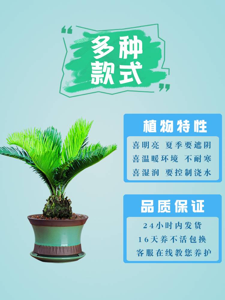 铁树苏铁盆景室内好养植物招财盆栽花卉办公桌庭院铁树苗四季常青 - 图2