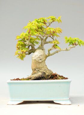 日本红枫盆景老桩三季红苗 红舞姬树苗 黄金枫山红叶