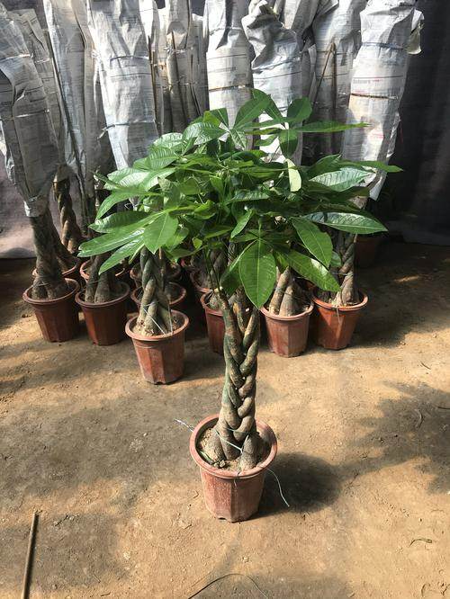 大发财树室内外花卉盆景植物盆栽大招财树摇钱树花苗客厅大型绿植,淘宝优惠券,粉丝福利购,淘宝优惠卷