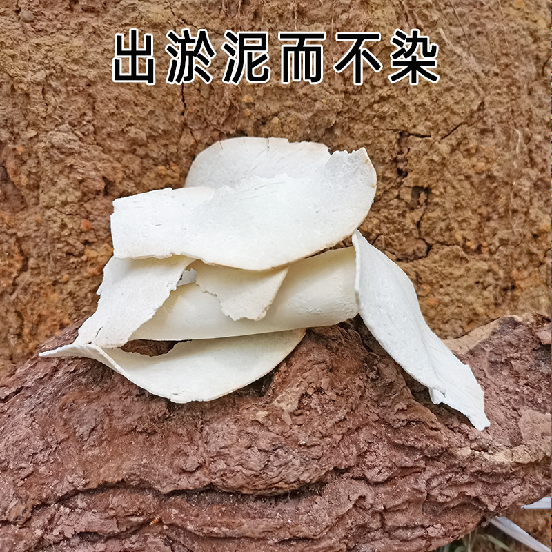 云南级特野生茯苓500克中草药材茯苓片粉伏苓块丁食用无硫白茯苓 - 图0