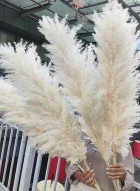 芦苇干花花束客厅摆件装饰品