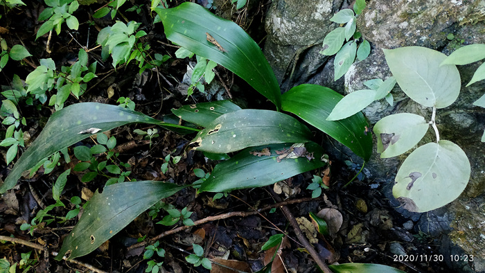 广西稀有花卉稀有蜘蛛抱蛋属绿植盆栽热带雨林植物造景生态缸素材-图0