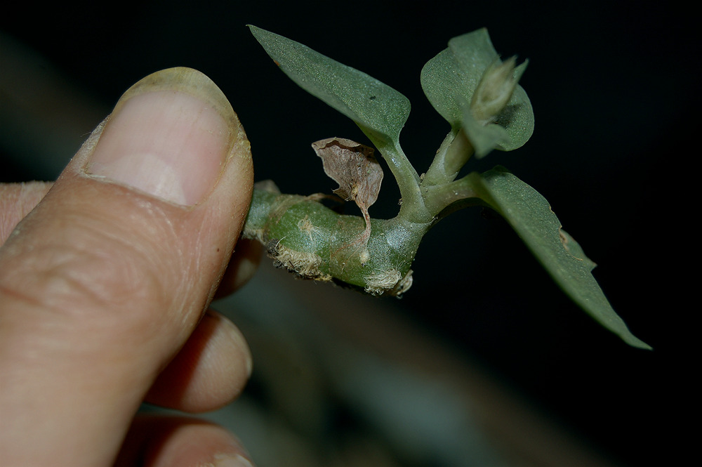 叉柱兰室内喜阴花卉盆栽植物稀有本土附生绿植南美水陆生态雨林缸 - 图0