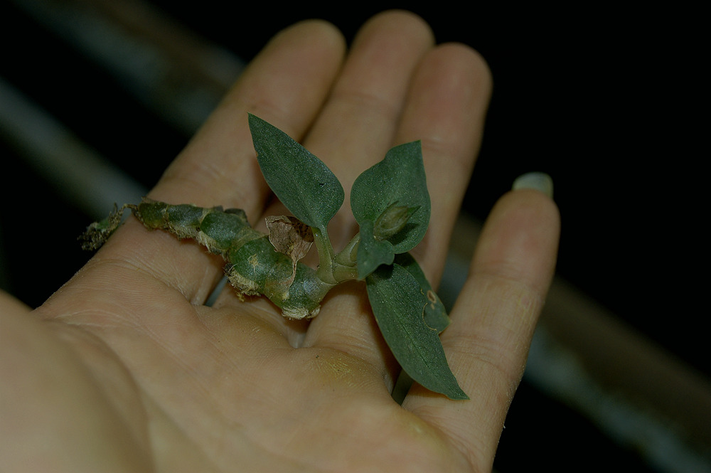 叉柱兰室内喜阴花卉盆栽植物稀有本土附生绿植南美水陆生态雨林缸 - 图1