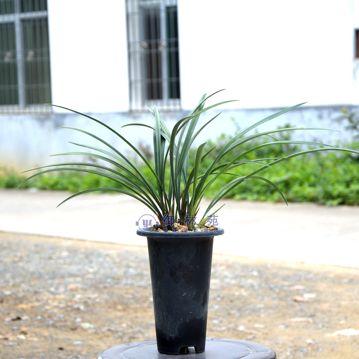 兰花苗国色天香建兰铁骨黄芽植物盆栽花期带花苞包邮正品浓香型-图3