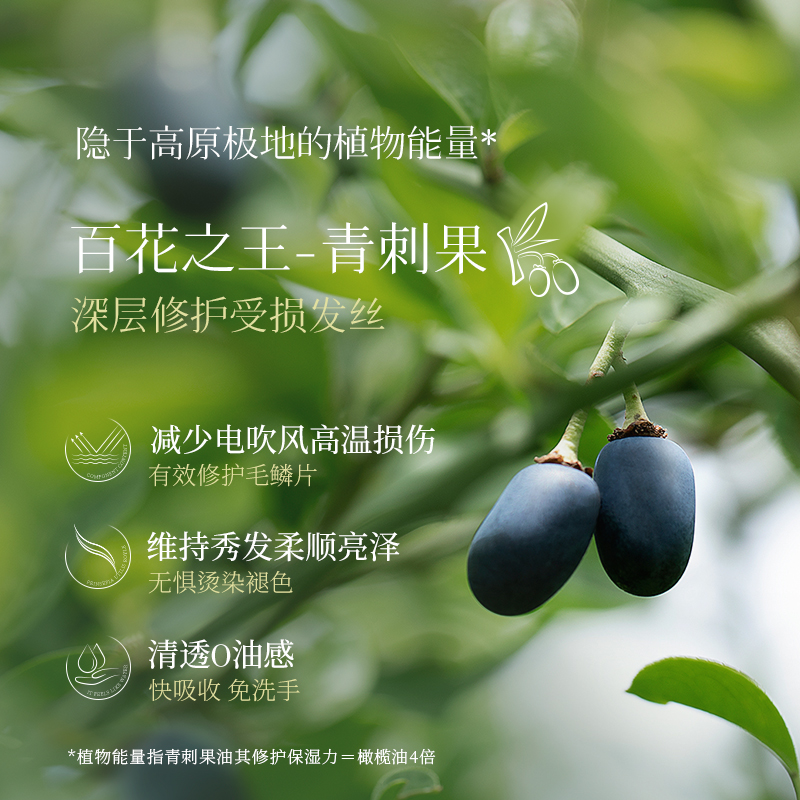 丝芬护发精油亮泽修护青刺果发油 丝芬护发精油