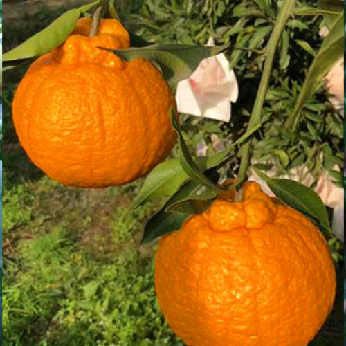 New style unknown fire orange seedling late maturing mixed - 图1
