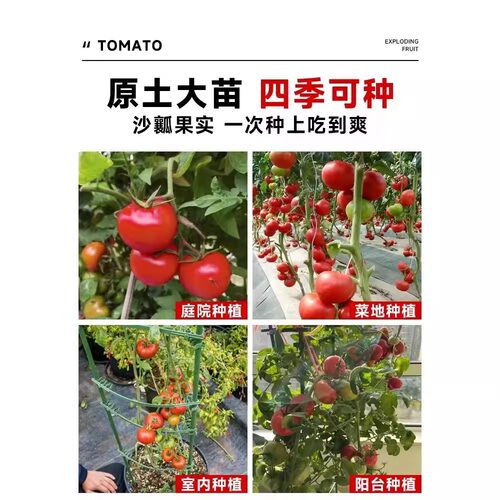 Four season small tomato seedlings potted balcony dwarf big - 图2