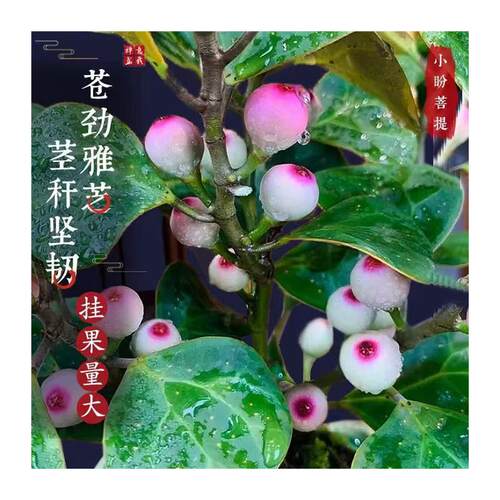 Tree basin with fruit, indoor decoration, old pile, Zen sty - 图3