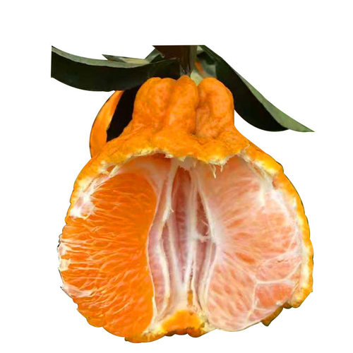 New style unknown fire orange seedling late maturing mixed - 图3