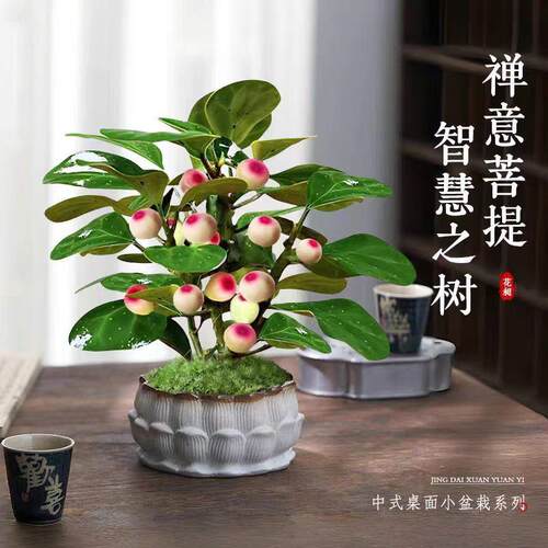 Tree basin with fruit, indoor decoration, old pile, Zen sty - 图2