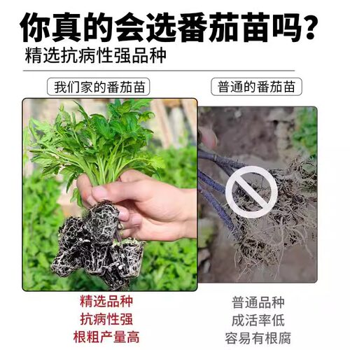 Four season small tomato seedlings potted balcony dwarf big - 图1
