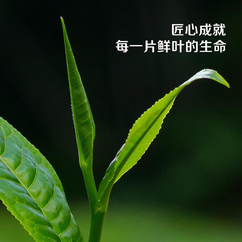 积庆里英德红茶英红九号9号红茶黑金罐装自饮广东工夫茶蜜兰香80g - 图0