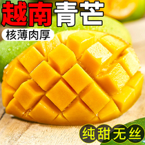 Vietnams Qingang 10 catties Fresh should season fruit turquotskin gold Huangs sweetheart mango imported into tropical pregnant women ready-to-eat