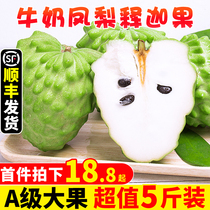 Fresh pineapple Sakigo 5 catties should be found in the season to be taken off milk Grand-purpose lychee Buddha head Moonie Fruit Shunfeng