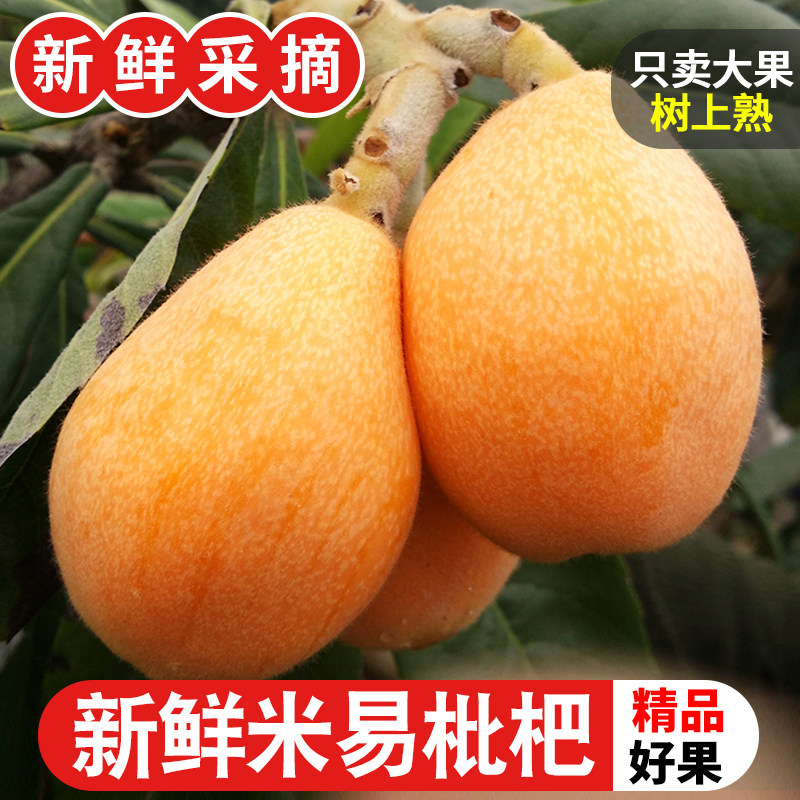 米易枇杷5斤攀枝花米易当季现摘农家甜枇杷水果大琵琶果整箱包邮