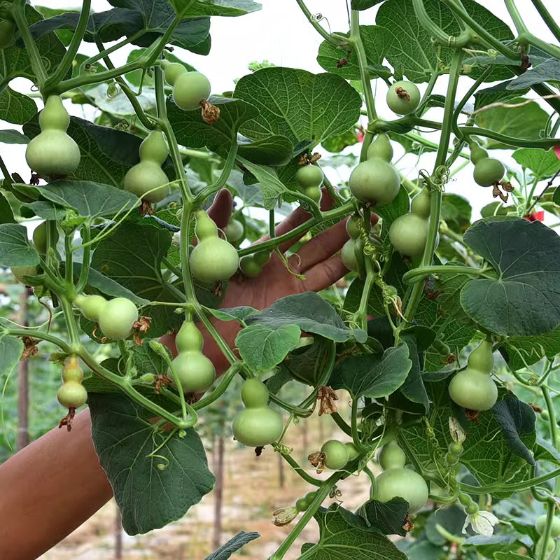 【盆栽手捻葫芦种子】花卉盆栽易活四季阳台树文玩小亚腰葫芦籽种-图2