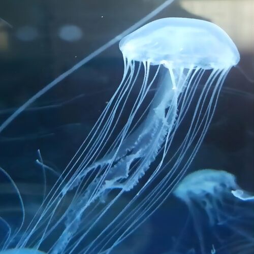 大西洋海刺水母耐高温水母18-32度都活耐活水母好养水母宠物水母 - 图1
