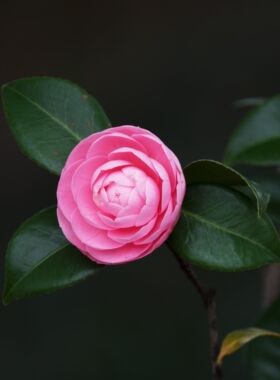 山中四月山茶花稀有单方精油5ml 芳疗香薰 蜜香花香精油