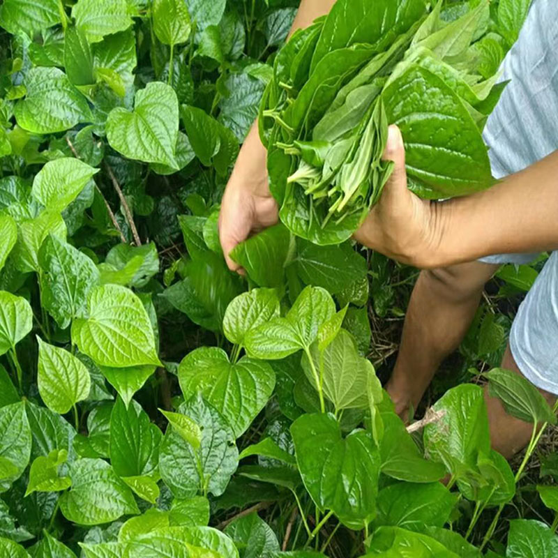 现摘假蒌叶蛤篓叶假娄叶湛江蛤蝼叶篓新鲜哈蒌叶哈喽急捞叶包粽子 - 图2