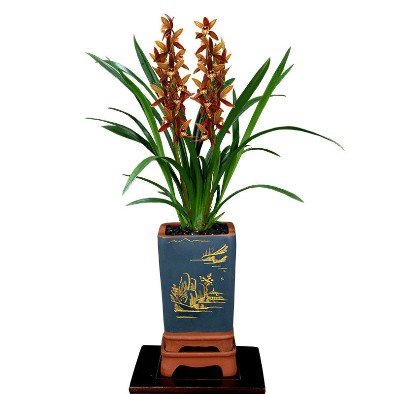 速发草建盆四绿蕙兰桃花秋冬花期花期长好养室内季植兰栽,淘宝优惠券,粉丝福利购,淘宝优惠卷