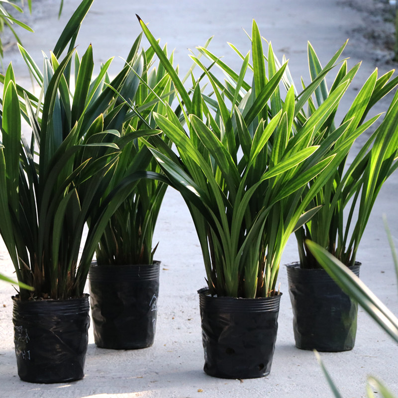 速发草建盆四绿蕙兰桃花秋冬花期花期长好养室内季植兰栽,淘宝优惠券,粉丝福利购,淘宝优惠卷