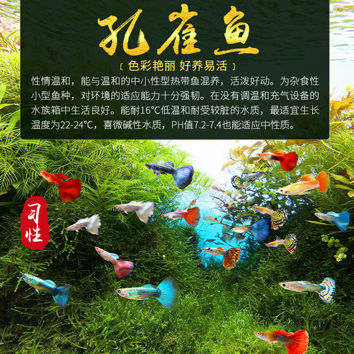 孔雀鱼活体凤尾淡水宠物活体礼服小型热带观赏鱼纯种孔雀鱼胎生鱼 - 图2