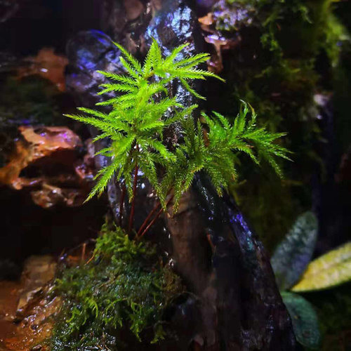 鱼缸水草鱼草万年藓水草活体耐活耐低温苔藓鱼缸水族箱生态瓶造景 - 图2