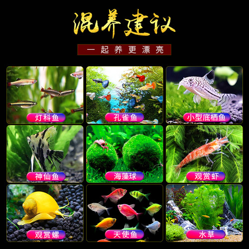 小型热带鱼观赏鱼灯科鱼鱼群游鱼活体鱼红斑马鱼蓝斑马冷水鱼活体 - 图3