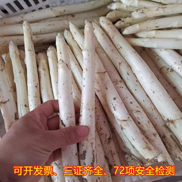 顺丰包邮白芦笋新鲜蔬菜酒店食材时令农家山东基地中粗1.4-1.8cm - 图2